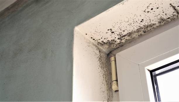 Best Basement Mold Removal  in Beaver, WV