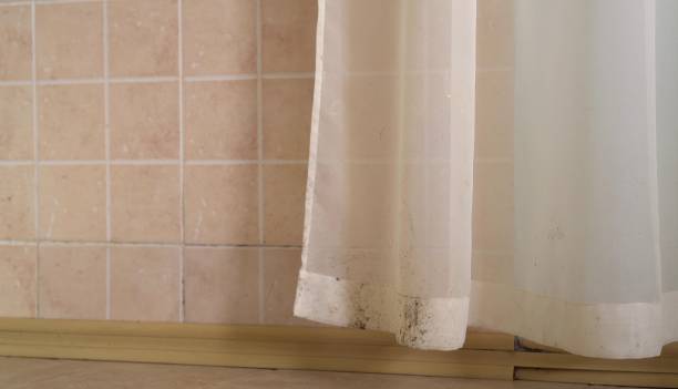  Beaver, WV Mold Removal Pros