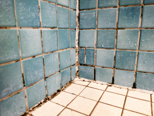Best Black Mold Removal  in Beaver, WV