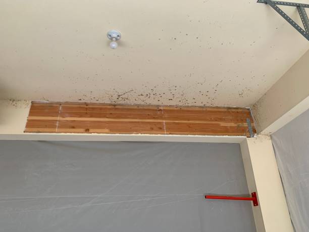Best Asbestos and Lead Testing During Mold Inspection  in Beaver, WV