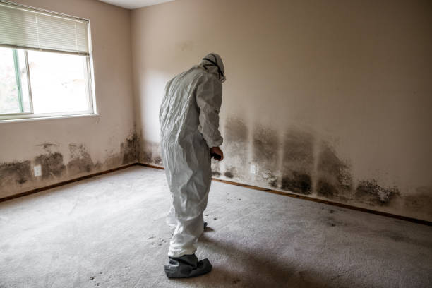 Best Basement Mold Removal  in Beaver, WV