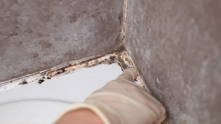 Best Industrial Mold Remediation  in Beaver, WV